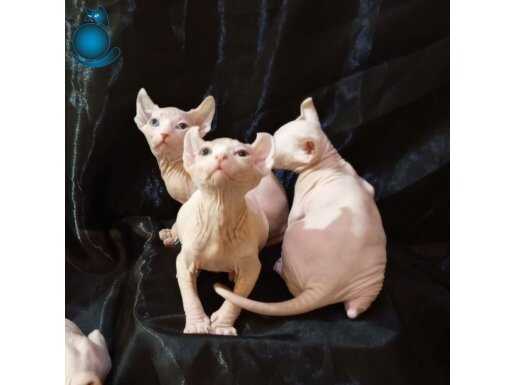 Safkan Elf Sphynx sağlık garantili yurt dışından uygun 