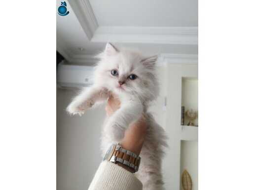 Uygun Dünya tatlıları eğitimli sağlıklı safkan 