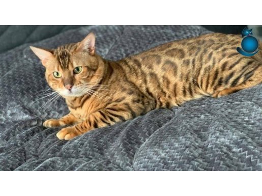 Yetişkin Safkan çift Bengal üretime uygun 