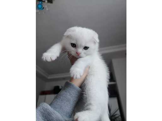 Beyaz Golden Blue ve diğer renkler Safkan Eğitimli yavrular