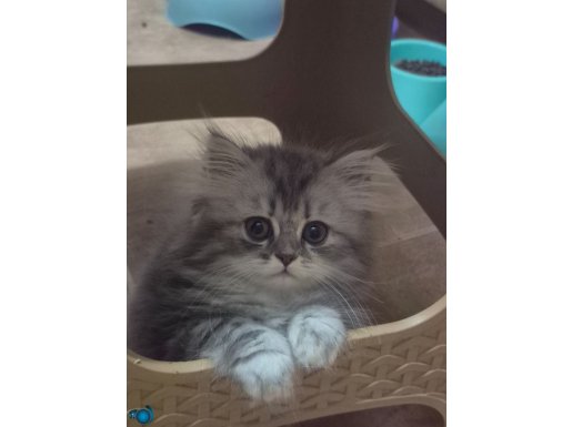 Pamuk gibi güzellik son yavrularım