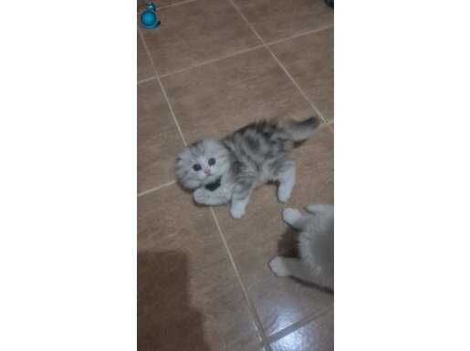 Safkan Eğitimli Topaç kafa Tatlı şirinler 