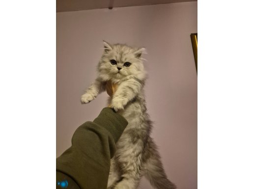 Uzun tüylü Longhair pofuduk minnoşlarım