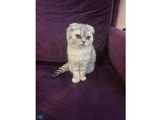 Uygun Son iki yavrum safkan eğitimli sağlıklı