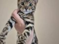 Hipoalerjenik 3,5 Aylık Eğitimli Erkek Bengal Yavrularım