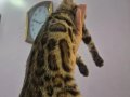 Hipoalerjenik 3,5 Aylık Eğitimli Erkek Bengal Yavrularım