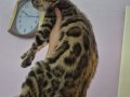 Hipoalerjenik 3,5 Aylık Eğitimli Erkek Bengal Yavrularım
