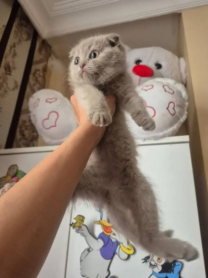 Özel Renk Lilac son Dişi uygun
