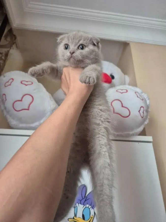 Özel Renk Lilac son Dişi uygun