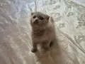 Özel Renk Lilac son Dişi uygun