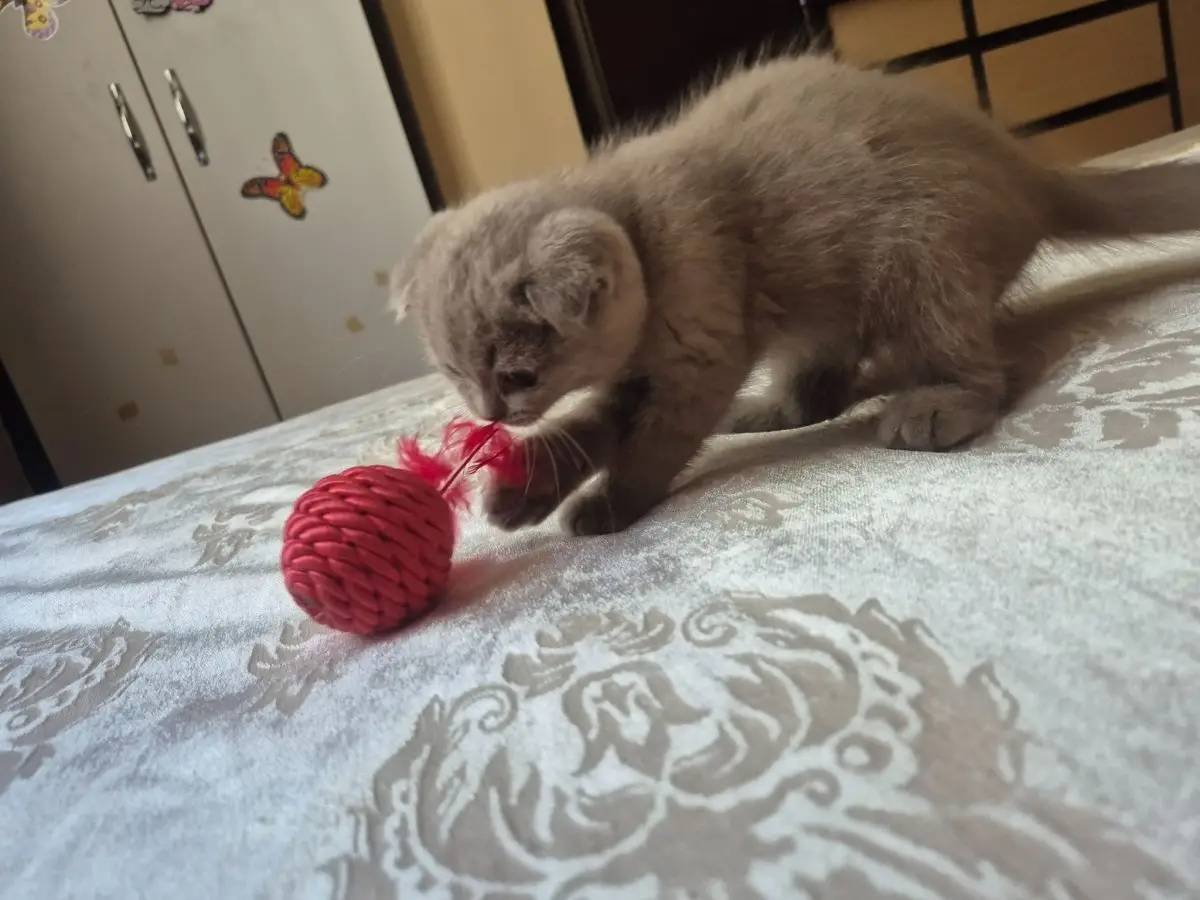 Özel Renk Lilac son Dişi uygun