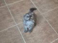 Çok uygun scottish fold smoke Longhair
