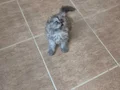 Çok uygun scottish fold smoke Longhair