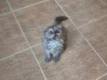 Çok uygun scottish fold smoke Longhair