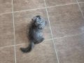 Çok uygun scottish fold smoke Longhair
