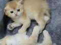 Safkan GOLDEN British Longhair Son yavrular