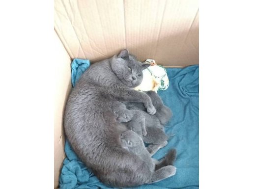 üst düzey saglık ve ırk garantili rezervelik minikler