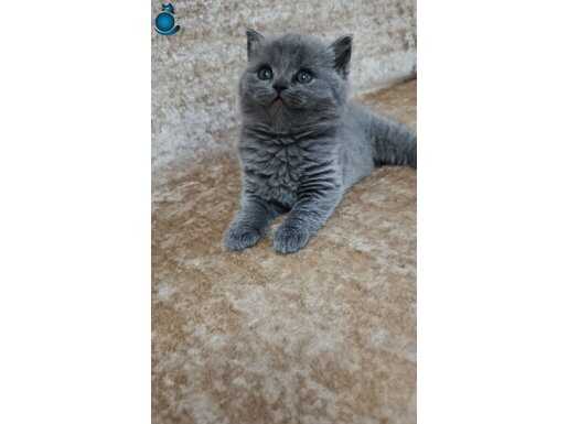Güzeller güzeli bal kız