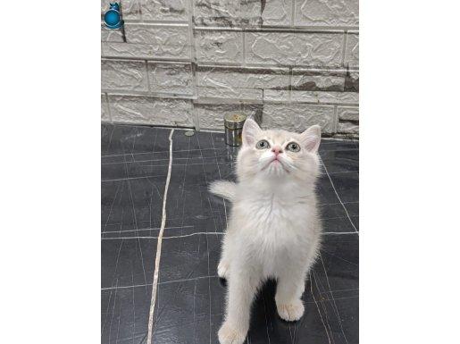 SAFKAN BLUE GOLDEN BRİTİHSH