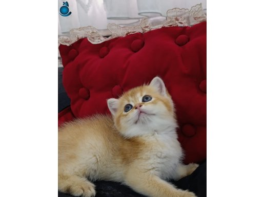 MUHTEŞEM GÜZELİKTE GOLDEN ERKEK BEBEĞİM