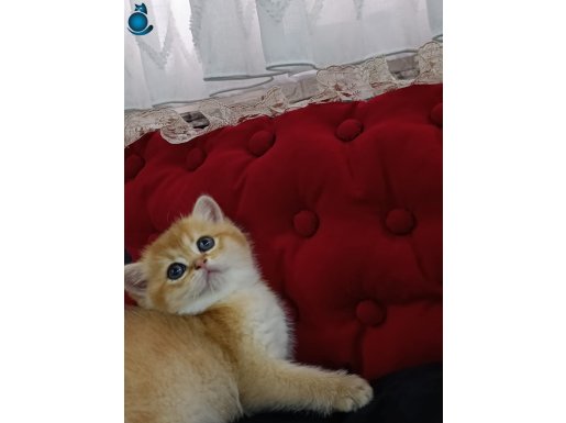 ŞECERELİ ANNE-BABADAN MUHTEŞEM GÜZELLİKTE YAVRU