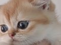 SAFKAN GOLDEN BRİTİSH BEBEĞİM