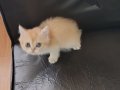 SAFKAN GOLDEN BRİTİSH BEBEĞİM
