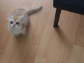 SAFKAN GOLDEN BRİTİSH BEBEĞİM