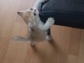 SAFKAN GOLDEN BRİTİSH BEBEĞİM