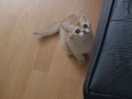 SAFKAN GOLDEN BRİTİSH BEBEĞİM
