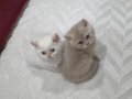 MUHTEŞEM GÜZELLİKTE BLUE GOLDEN&GOLDEN POİNT BEBEKLER