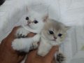 MUHTEŞEM GÜZELLİKTE BLUE GOLDEN&GOLDEN POİNT BEBEKLER