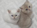 MUHTEŞEM GÜZELLİKTE BLUE GOLDEN&GOLDEN POİNT BEBEKLER