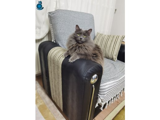 Dünya tatlısı, dişi, kısır russian blue