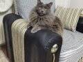 Dünya tatlısı, dişi, kısır russian blue