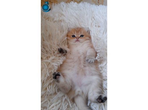 SAFKAN GOLDEN BRITISH SHORTHAIR YAVRULAR