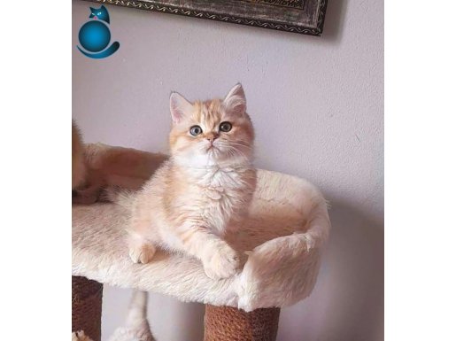 SAFKAN GOLDEN BRITISH SHORTHAIR ERKEK YAVRU
