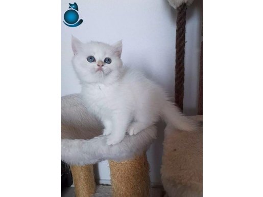 SAFKAN GOLDEN BRITISH SHORTHAIR NY1233 DİŞİ 