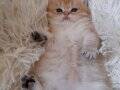 SAFKAN GOLDEN BRITISH SHORTHAIR YAVRULAR
