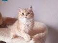 SAFKAN GOLDEN BRITISH SHORTHAIR ERKEK YAVRU