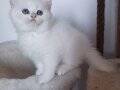 SAFKAN GOLDEN BRITISH SHORTHAIR NY1233 DİŞİ 