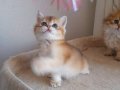 SAFKAN GOLDEN YAVRULAR DİŞİ VE ERKEK