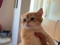 SAFKAN BRITISH SHORTHAIR DİŞİ YAVRU