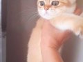 SAFKAN BRITISH SHORTHAIR DİŞİ YAVRU