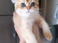 SAFKAN BRITISH SHORTHAIR DİŞİ YAVRU