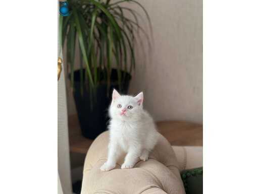 Güzel surat British Shorthair 