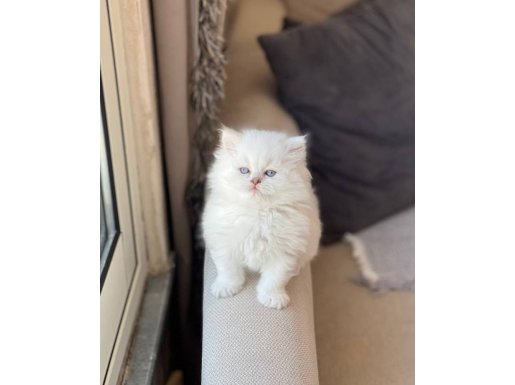 SAFKAN SCRLİ BABADAN BRİTİSH LONGHAİR SİLVER POİNT