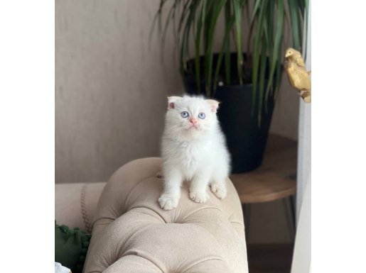 HARİKA GÜZELLİKTE MAVİ GÖZ SCOTTİSH FOLD YAVRUM