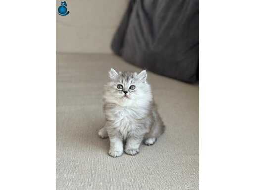 SAFKAN BRİTİSH LONGHAİR SİLVER YAVRUM