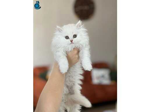 HARİKA GÜZELLİKTE BRİTİSH LONGHAİR YAVRUM